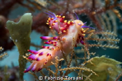 Eating nudibranchs by Fabrizio Torsani 
